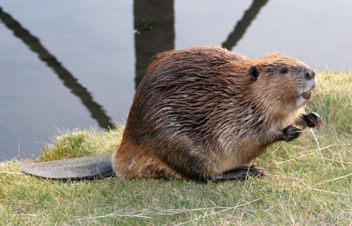 No te pierdas la luna llena de Beaver que iluminará el cielo la noche del 15 al 16 de noviembre