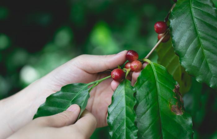 aquí tienes los 7 alimentos que debes comer cuando lo padeces