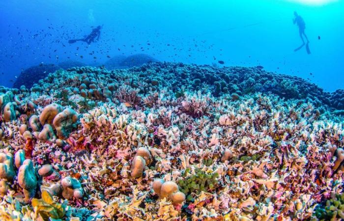 Océano Pacífico | El coral más grande del mundo descubierto en las Islas Salomón