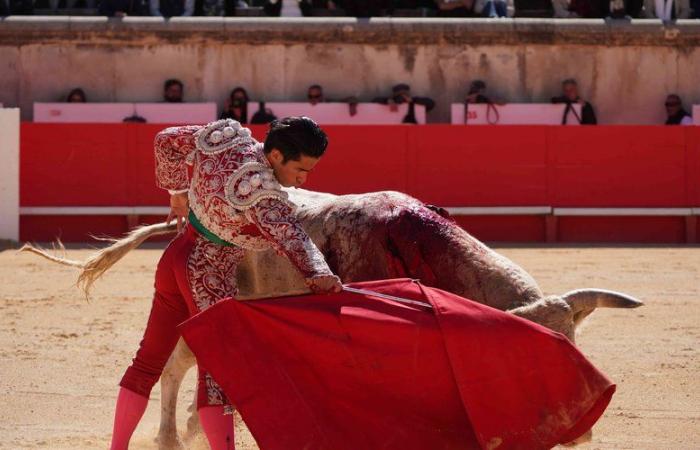 Prohibidas las corridas de toros a menores de dieciséis años: el Senado rechaza el proyecto de ley