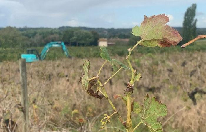 27.451 ha de viñedos que se arrancarán definitivamente, 40 millones de euros que se reasignarán y un arranque temporal que se negociará