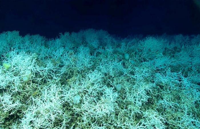 El coral más grande del mundo descubierto en las Islas Salomón