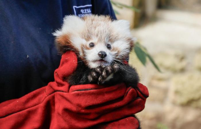 Tras la muerte de esta cría de panda rojo, el zoológico de Edimburgo culpa a los fuegos artificiales