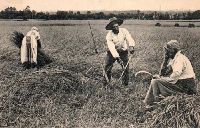 Centrarse en el campo de antaño