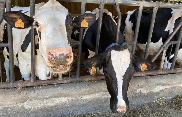 Jornada especial “crisis agrícola”: France Bleu Périgord en directo con un productor lechero en Dordoña