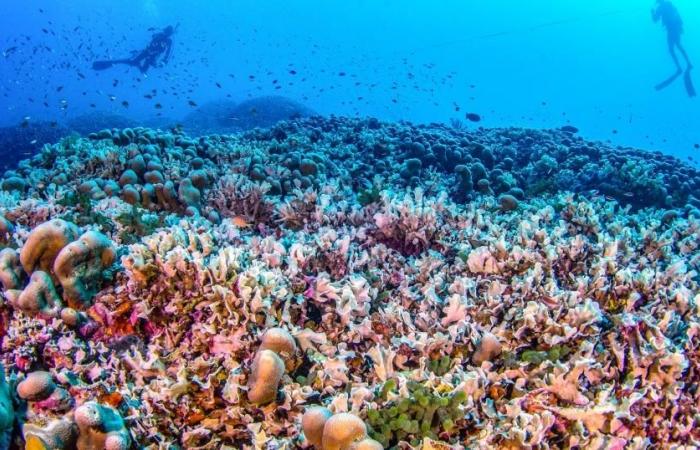 El coral más grande del mundo encontrado en las Islas Salomón en el Pacífico – rts.ch