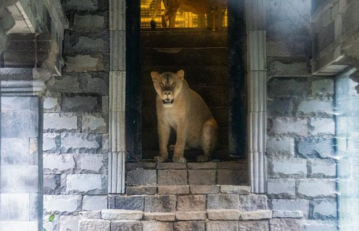 Buenas noticias en Pairi Daiza: leonas rescatadas de Ucrania ya son visibles al público (FOTOS y VIDEO)