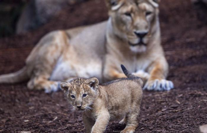 Nace en Rabat un cachorro de león del Atlas, un signo de esperanza para la especie