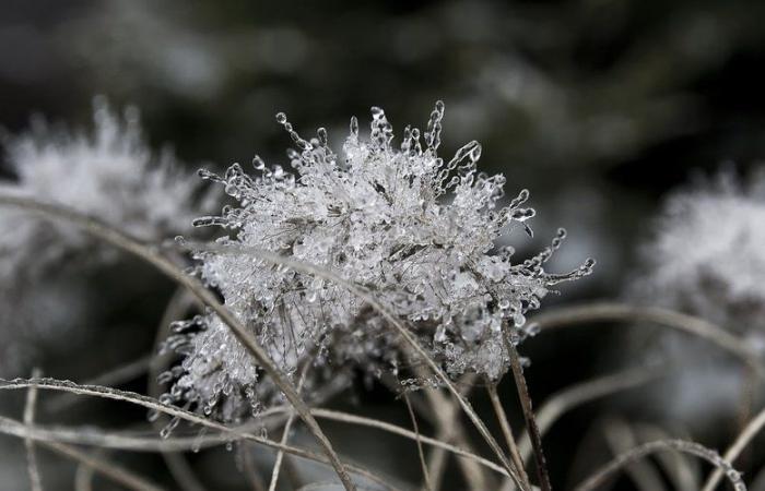 El tiempo: “heladas frecuentes” en Aveyron, – 2,5°C registrados… ¿dónde hizo más frío este jueves por la mañana?