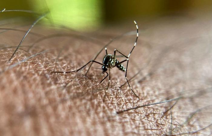 Se declara epidemia de dengue