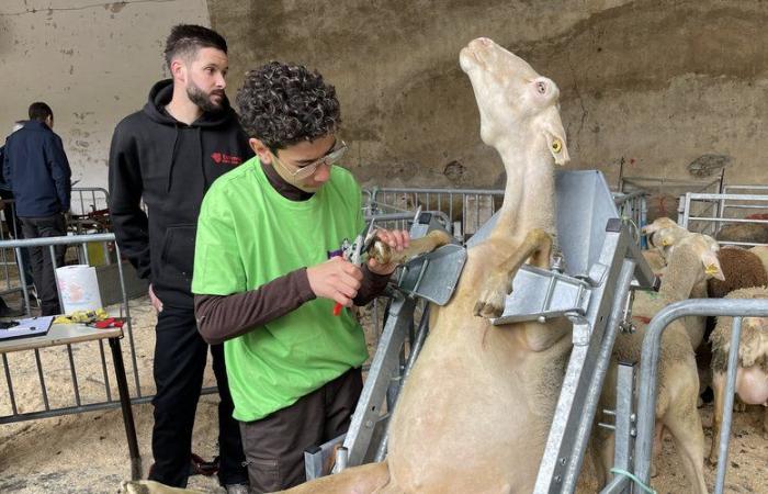 Descubra los diez estudiantes que representarán a Lozère durante la vigésima Ovinpiades regional