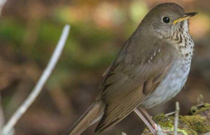 Un bosque “con árboles retorcidos” ahora protegido en La Malbaie