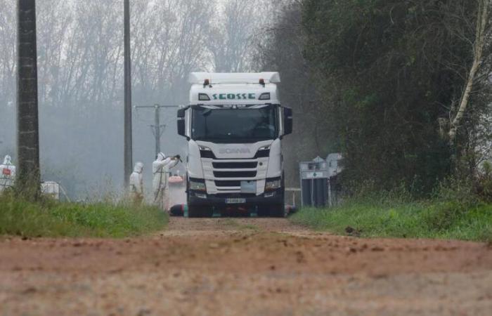 “Esto viene sucediendo desde hace algunos años”, los criadores pidieron extremar la vigilancia