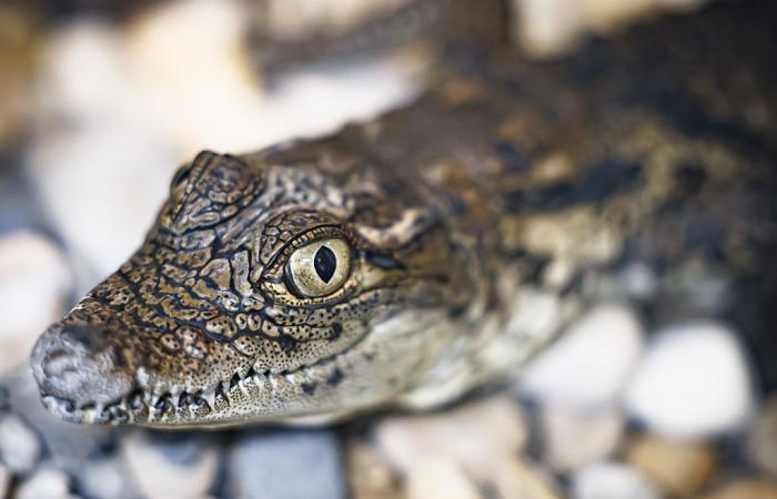 Aquatis celebra la cooperación con Marruecos para la reintroducción del cocodrilo sagrado en el medio natural