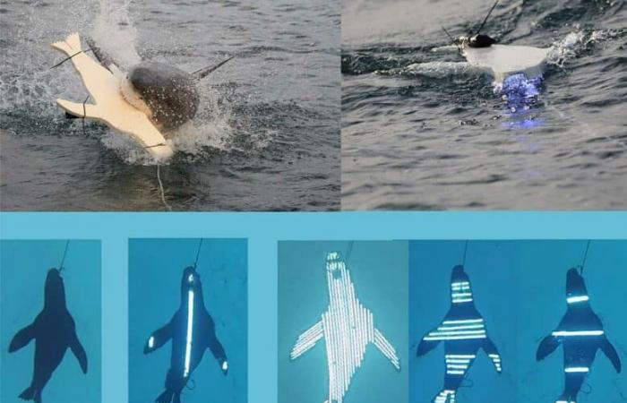 La invención de una solución “sencilla pero muy eficaz” para proteger a los surfistas de los tiburones