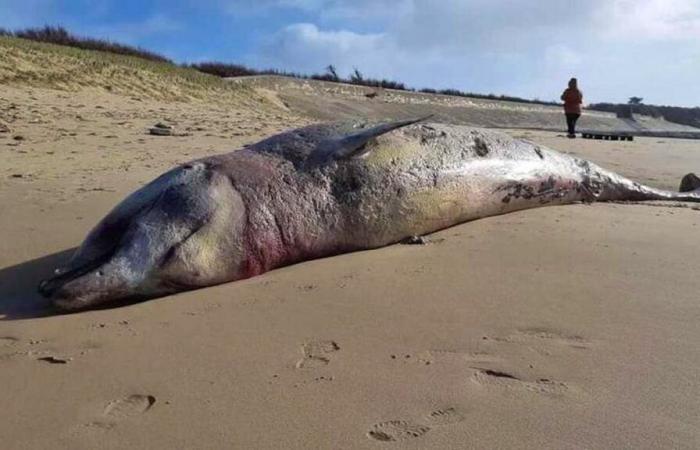 Una ballena varada en 2021 probablemente víctima de un sonar militar