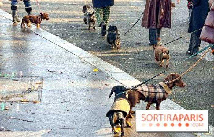 Paris Sausage Walk 2024: ¡el paseo del perro salchicha regresa a la capital este fin de semana!