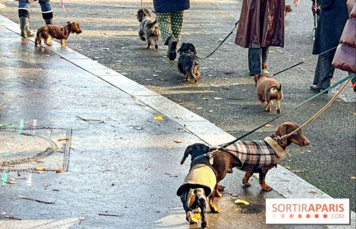 Paris Sausage Walk 2024: ¡el paseo del perro salchicha regresa a la capital este fin de semana!