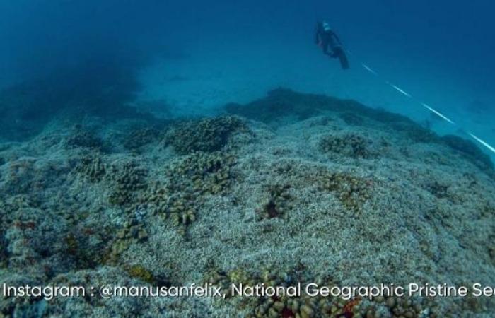 El coral más grande del mundo descubierto en las Islas Salomón: aquí sus impresionantes imágenes