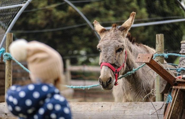 Una septuagenaria y sus dos hijos condenados por maltrato animal