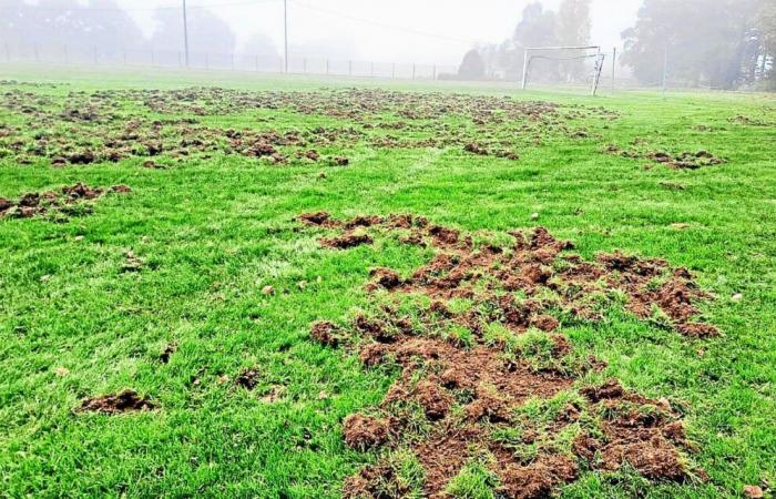 En Jugon-les-Lacs, arado por jabalíes, el campo de fútbol vallado por el municipio