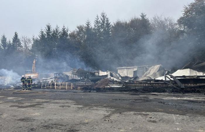 Primer productor de árboles de Navidad en Francia, su almacén es arrasado por un incendio: “todo se ha desvanecido”