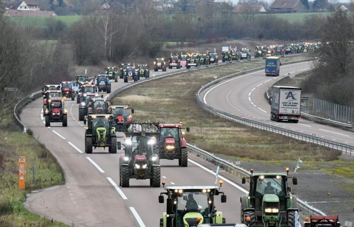 amenazados por el Mercosur, ¿dónde expresarán su ira los agricultores del Franco Condado?