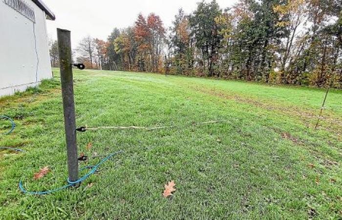 En Jugon-les-Lacs, arado por jabalíes, el campo de fútbol vallado por el municipio