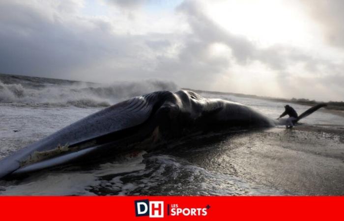 Isla de Ré: una ballena varada probablemente víctima de un sonar militar