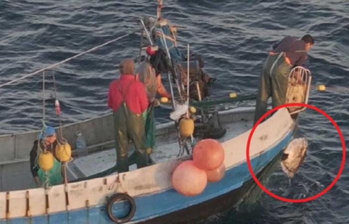 Los ‘muros de la muerte’ desplegados en el mar Mediterráneo atrapan y matan a animales vulnerables