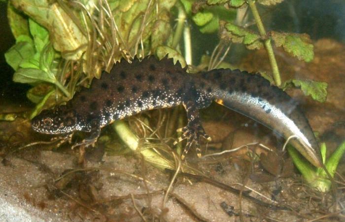 Un agricultor del Orne juzgado por destruir el hábitat de una especie animal protegida