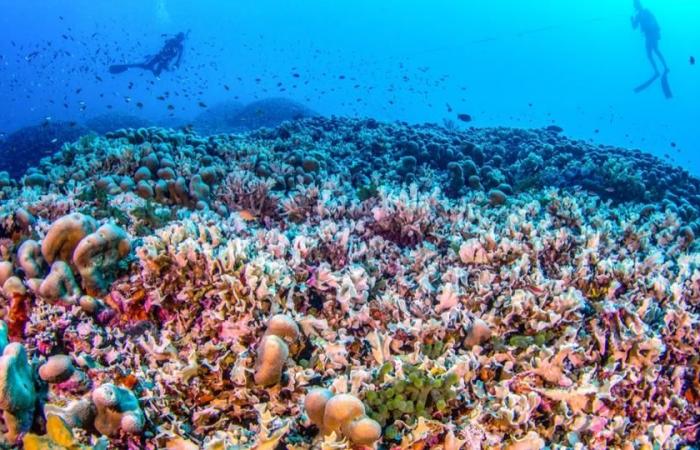 Visible desde el espacio, se descubre el coral más grande del mundo