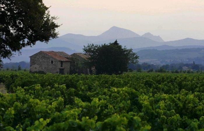 Adaptando las viñas de la denominación Ventoux al calentamiento global, Vaucluse piensa en ello