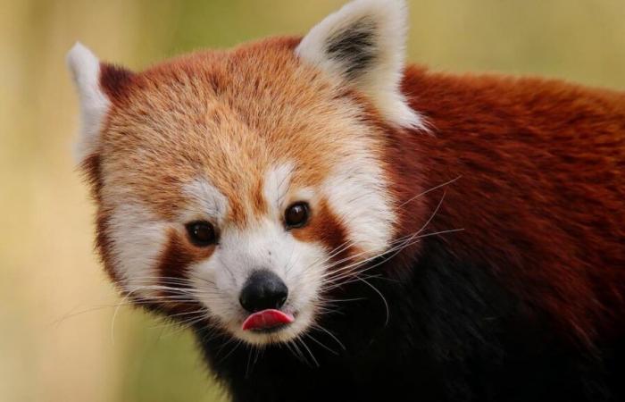 Bebé panda rojo muere por estrés en zoológico debido a fuegos artificiales