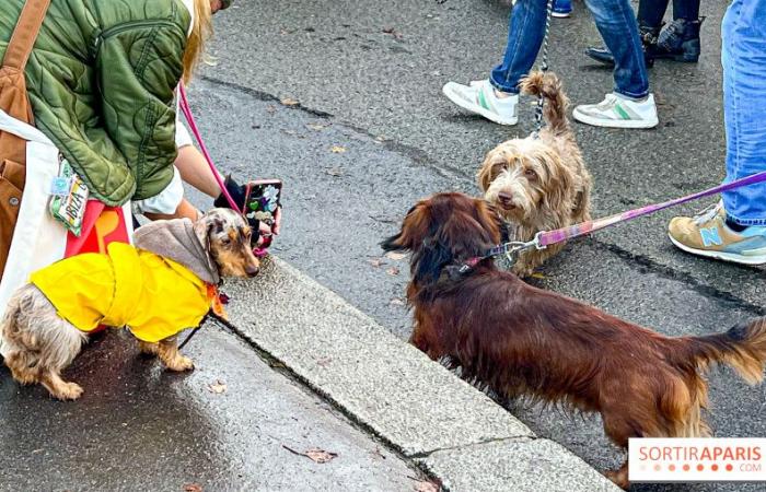 Paris Sausage Walk 2024: ¡el paseo del perro salchicha regresa a la capital este fin de semana!