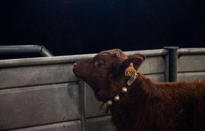 Los agricultores colocan un ataúd falso frente a la prefectura en señal de protesta