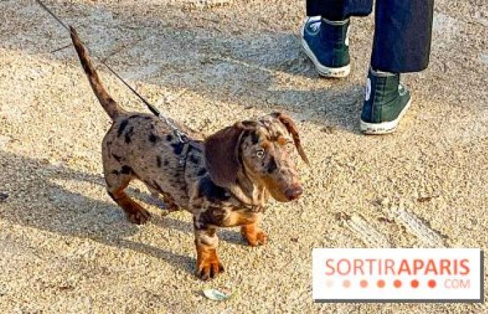 Paris Sausage Walk 2024: ¡el paseo del perro salchicha regresa a la capital este fin de semana!