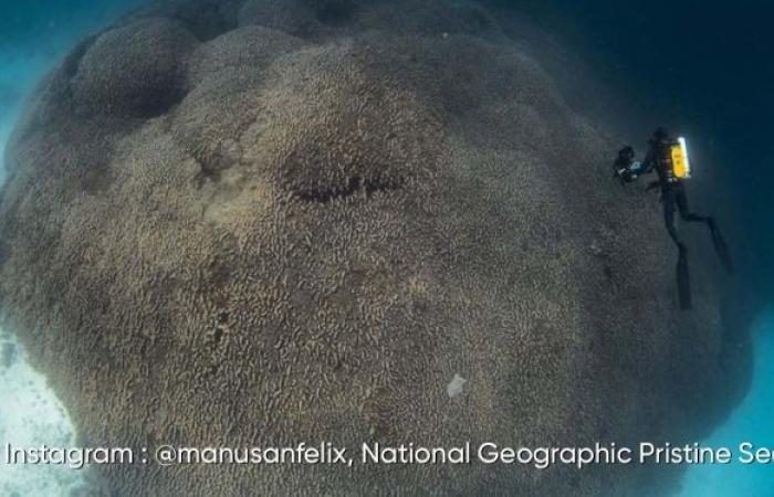 El coral más grande del mundo descubierto en las Islas Salomón: aquí sus impresionantes imágenes