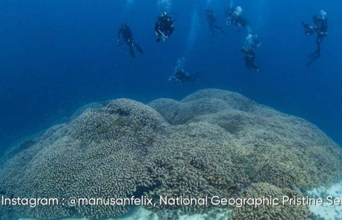 El coral más grande del mundo descubierto en las Islas Salomón: aquí sus impresionantes imágenes