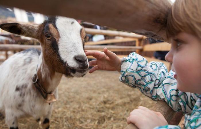 La Feria de Saint-Siffrein vuelve a sus orígenes