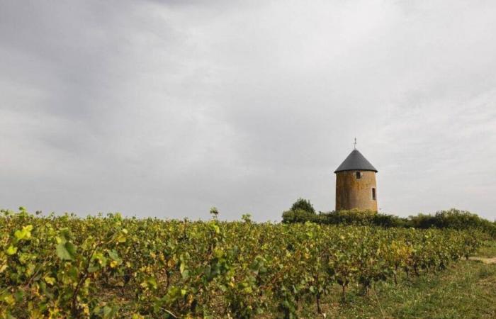 MAPA. Muscadet, a través de estas diez fincas vinícolas del Loira Atlántico