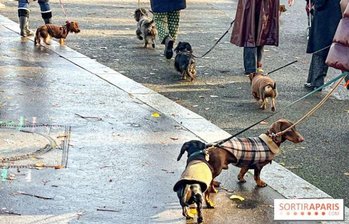 Paris Sausage Walk 2024: ¡el paseo del perro salchicha regresa a la capital este fin de semana!