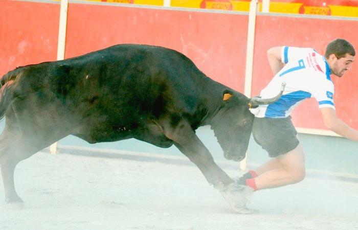 Intervilles: “No desvirtuemos este bonito programa”… sin vacas, la ciudad de Bayona se niega a participar en el regreso del partido televisivo