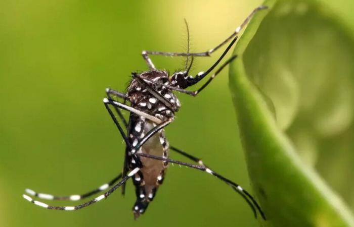 Epidemia de dengue declarada en Guadalupe con un serotipo raro que podría provocar un elevado número de casos