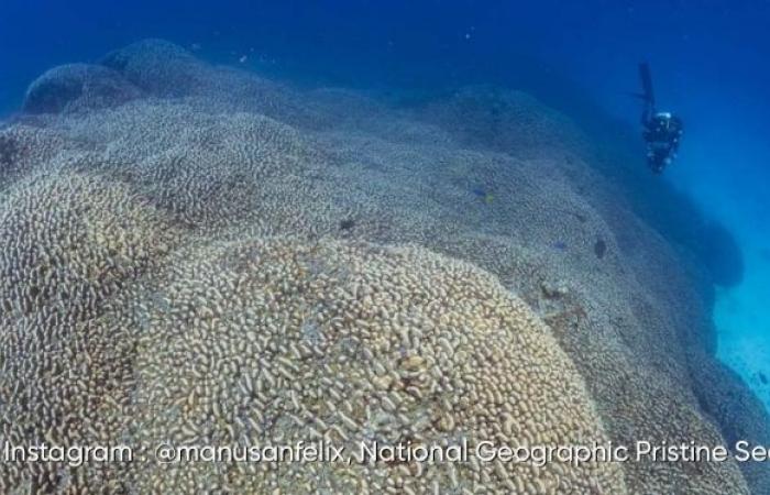 El coral más grande del mundo descubierto en las Islas Salomón: aquí sus impresionantes imágenes