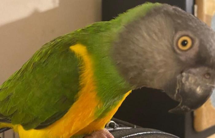 Indre y Loira: dona 200 euros a quien encuentre a su “bebé”, el loro Monsieur Kiwi