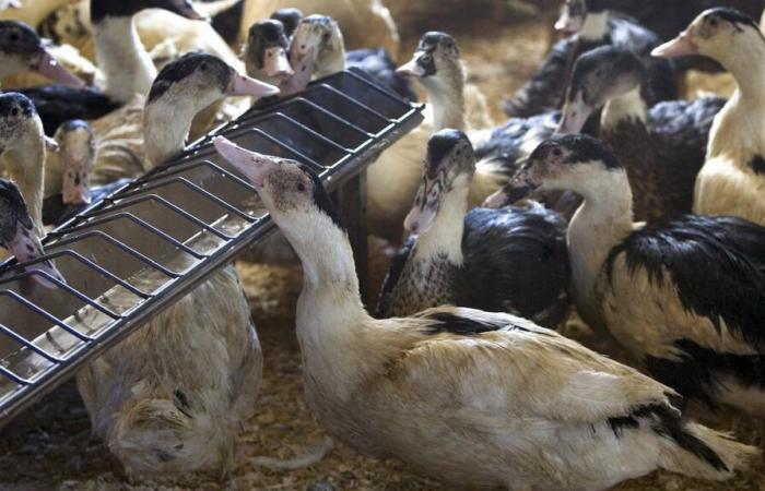 Gripe aviar H5N1: síntomas, transmisión y tratamientos