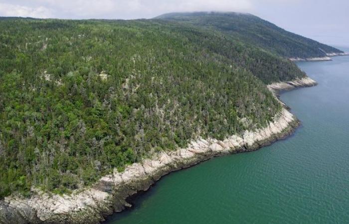 Un bosque “con árboles retorcidos” ahora protegido en La Malbaie