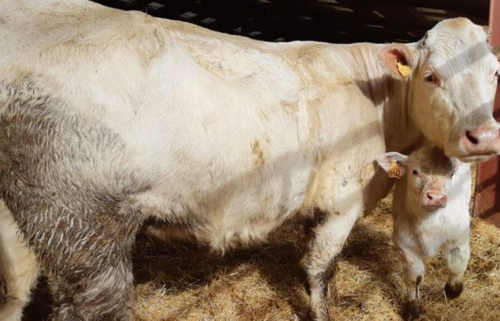 Creuse: 160 cabezas de ganado participan este fin de semana en el concurso interdepartamental de Boussac Charolais