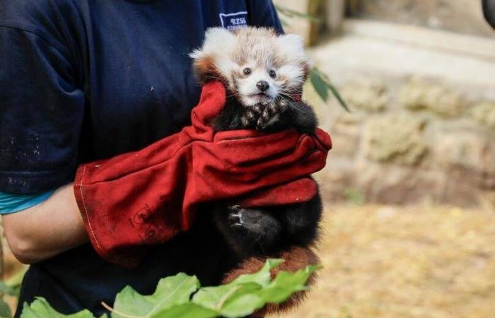 Víctima de un ataque de estrés por los fuegos artificiales, este bebé panda rojo murió en un zoológico